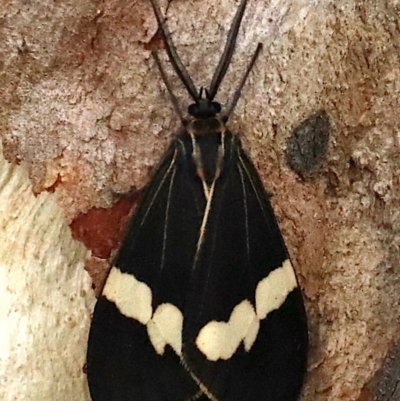 Nyctemera amicus (Senecio Moth, Magpie Moth, Cineraria Moth) at Majura, ACT - 27 Jan 2021 by jbromilow50