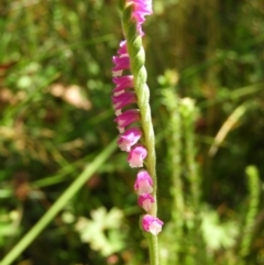 Spiranthes australis (Austral Ladies Tresses) at Paddys River, ACT - 25 Jan 2021 by MatthewFrawley