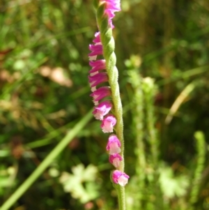 Spiranthes australis at Paddys River, ACT - 25 Jan 2021