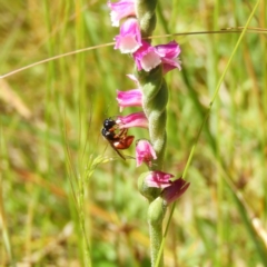 Exoneura sp. (genus) (A reed bee) at Paddys River, ACT - 25 Jan 2021 by MatthewFrawley