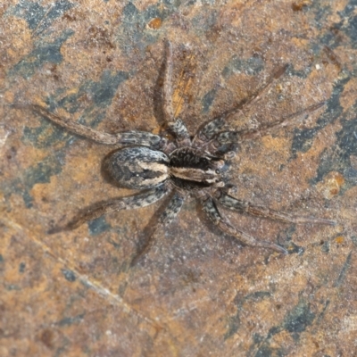 Venatrix sp. (genus) (Unidentified Venatrix wolf spider) at Googong, NSW - 26 Jan 2021 by WHall