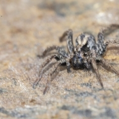 Venatrix sp. (genus) at Googong, NSW - 26 Jan 2021