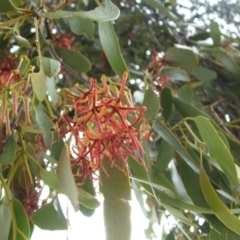 Amyema pendula subsp. pendula (Drooping Mistletoe) at Nangus, NSW - 8 Mar 2011 by abread111