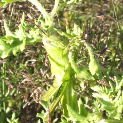 Austracris guttulosa (Spur-throated Locust) at Nangus, NSW - 7 Mar 2011 by abread111