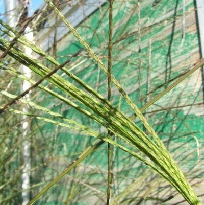 Digitaria sanguinalis (Summer Grass) at Jones Creek, NSW - 23 Feb 2011 by abread111