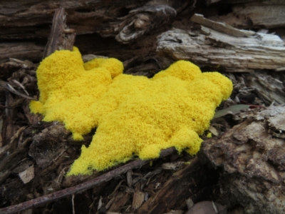 Fuligo septica (Scrambled egg slime) at Forde, ACT - 28 Jan 2021 by RobParnell