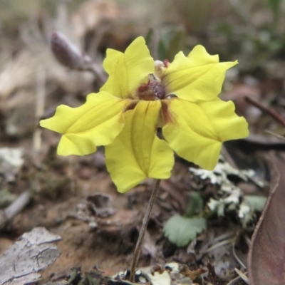 Goodenia hederacea subsp. hederacea (Ivy Goodenia, Forest Goodenia) at Forde, ACT - 28 Jan 2021 by RobParnell