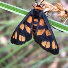 Amata (genus) (Handmaiden Moth) at Kowen, ACT - 28 Jan 2021 by JaneR