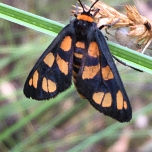 Amata (genus) at Kowen, ACT - 28 Jan 2021