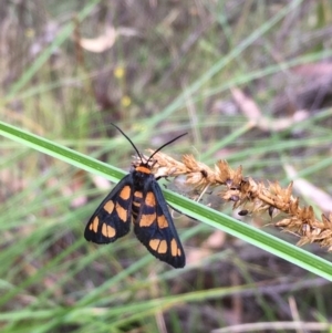 Amata (genus) at Kowen, ACT - 28 Jan 2021