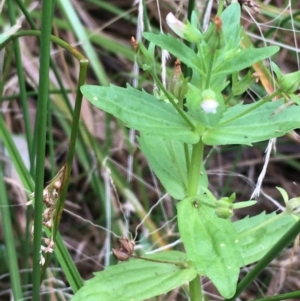 Gratiola pedunculata at Kowen, ACT - 28 Jan 2021