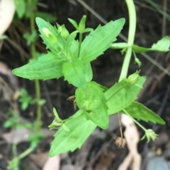 Gratiola pedunculata at Kowen, ACT - 28 Jan 2021