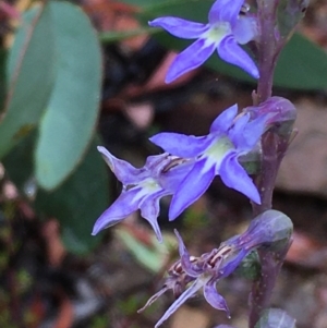 Lobelia gibbosa at Kowen, ACT - 28 Jan 2021