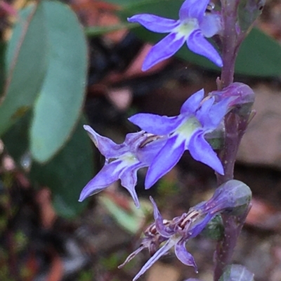 Lobelia gibbosa (Tall Lobelia) at Kowen, ACT - 28 Jan 2021 by JaneR