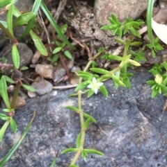 Crassula helmsii (Swamp Stonecrop) at Kowen, ACT - 28 Jan 2021 by JaneR