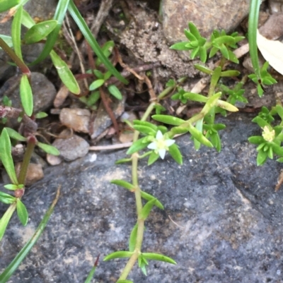 Crassula helmsii (Swamp Stonecrop) at Kowen Escarpment - 28 Jan 2021 by JaneR