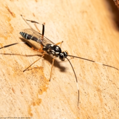 Stenarella victoriae (An ichneumon parasitic wasp) at Umbagong District Park - 28 Jan 2021 by Roger