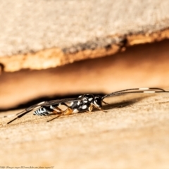 Stenarella victoriae at Latham, ACT - 28 Jan 2021