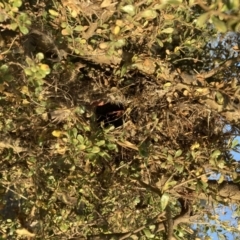 Acanthiza chrysorrhoa (Yellow-rumped Thornbill) at Mount Majura - 19 Jan 2021 by waltraud