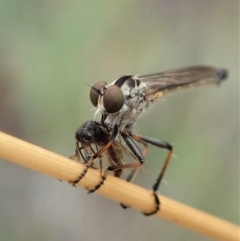 Cerdistus varifemoratus (Robber fly) at Aranda, ACT - 27 Jan 2021 by CathB