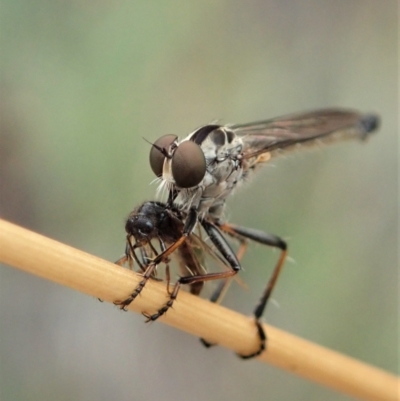 Cerdistus varifemoratus (Robber fly) at Aranda, ACT - 27 Jan 2021 by CathB