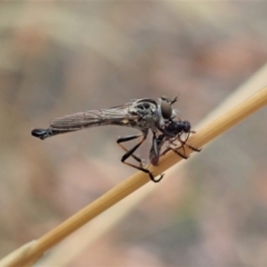 Cerdistus varifemoratus at Aranda, ACT - 27 Jan 2021