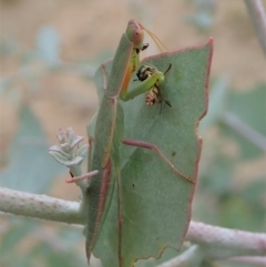 Orthodera ministralis (Green Mantid) at Molonglo Valley, ACT - 27 Jan 2021 by CathB
