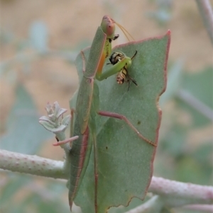 Orthodera ministralis at Molonglo Valley, ACT - 27 Jan 2021 03:30 PM