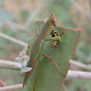 Orthodera ministralis at Molonglo Valley, ACT - 27 Jan 2021