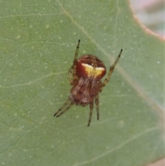 Araneus albotriangulus (White-triangle orb weaver) at Molonglo Valley, ACT - 27 Jan 2021 by CathB