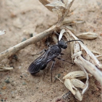 Mutillidae (family) (Unidentified Mutillid wasp or velvet ant) at Holt, ACT - 27 Jan 2021 by CathB