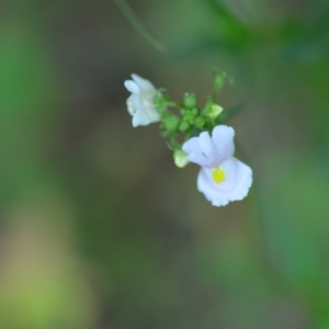 Nemesia strumosa at Wamboin, NSW - 27 Nov 2020