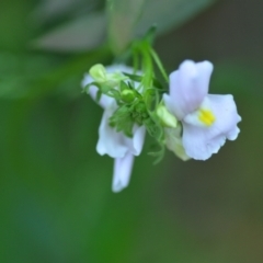 Nemesia strumosa at Wamboin, NSW - 27 Nov 2020