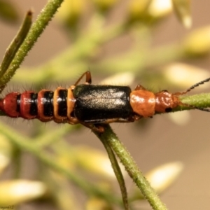 Carphurus sp. (genus) at Latham, ACT - 28 Jan 2021