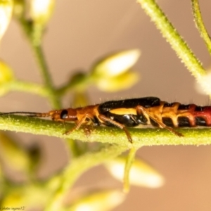 Carphurus sp. (genus) at Latham, ACT - 28 Jan 2021