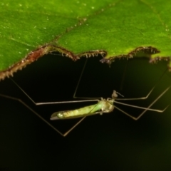 Limoniidae (family) (Unknown Limoniid Crane Fly) at Acton, ACT - 26 Jan 2021 by Roger