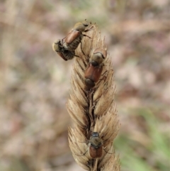 Automolius sp. (genus) at Holt, ACT - 27 Jan 2021