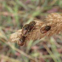 Automolius sp. (genus) at Holt, ACT - 27 Jan 2021