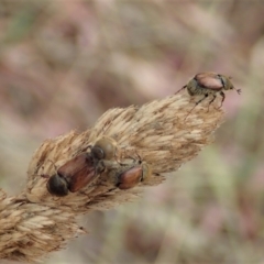 Automolius sp. (genus) at Holt, ACT - 27 Jan 2021