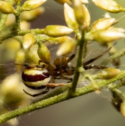 Deliochus zelivira (Messy Leaf Curling Spider) at Latham, ACT - 28 Jan 2021 by Roger