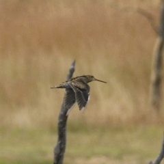 Gallinago hardwickii (Latham's Snipe) at Throsby, ACT - 28 Jan 2021 by davidcunninghamwildlife