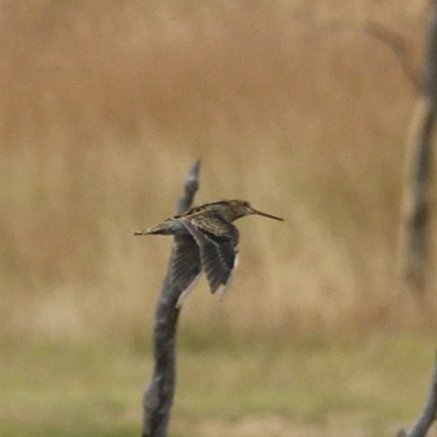 Gallinago hardwickii (Latham's Snipe) at Throsby, ACT - 28 Jan 2021 by davidcunninghamwildlife