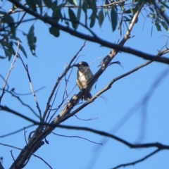 Todiramphus sanctus (Sacred Kingfisher) at O'Connor, ACT - 23 Jan 2021 by MReevesii00milktea