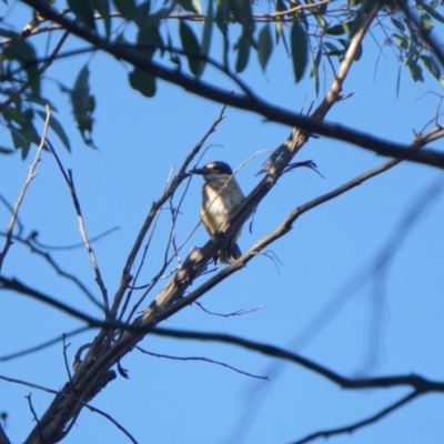 Todiramphus sanctus (Sacred Kingfisher) at O'Connor, ACT - 23 Jan 2021 by MReevesii00milktea