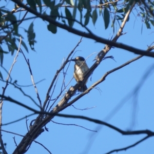 Todiramphus sanctus at O'Connor, ACT - 23 Jan 2021