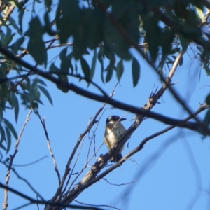 Todiramphus sanctus at O'Connor, ACT - 23 Jan 2021