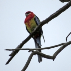 Platycercus eximius (Eastern Rosella) at Jerrabomberra, NSW - 28 Jan 2021 by RodDeb