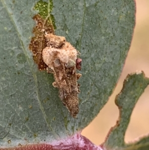 Psychidae (family) IMMATURE at Murrumbateman, NSW - 27 Jan 2021