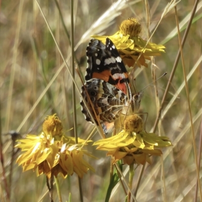 Vanessa kershawi (Australian Painted Lady) at Symonston, ACT - 25 Jan 2021 by RobParnell