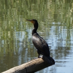 Phalacrocorax carbo (Great Cormorant) at ANU Dickson Precinct - 28 Nov 2019 by MReevesii00milktea